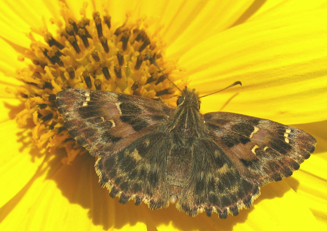 Esperide da identificare - Carcharodus alceae