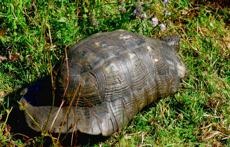 Marginata
