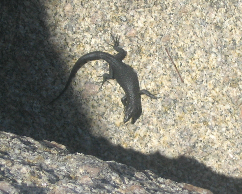 Podarcis ?