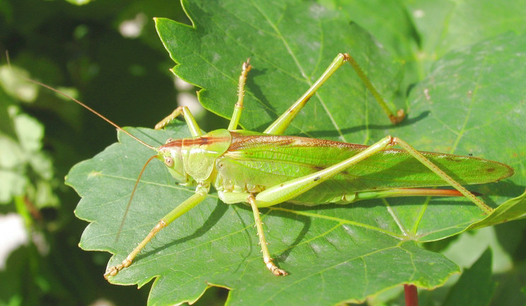 Tettigonia viridissima