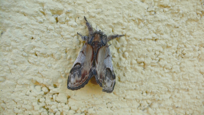 Id. falena - Notodonta ziczac