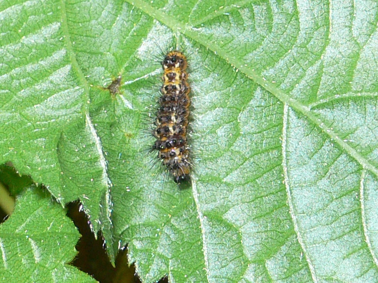 Bruco da identificare