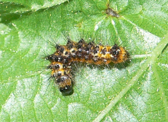 Bruco da identificare