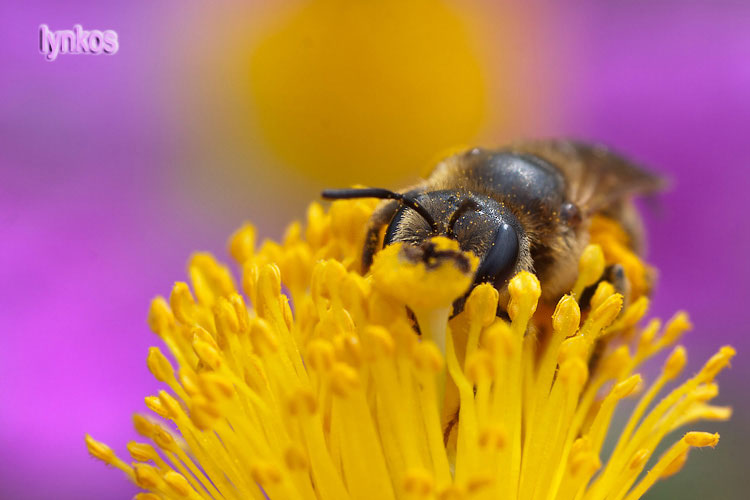 Femmina di Apidae Halictinae: cfr. Halictus sp.