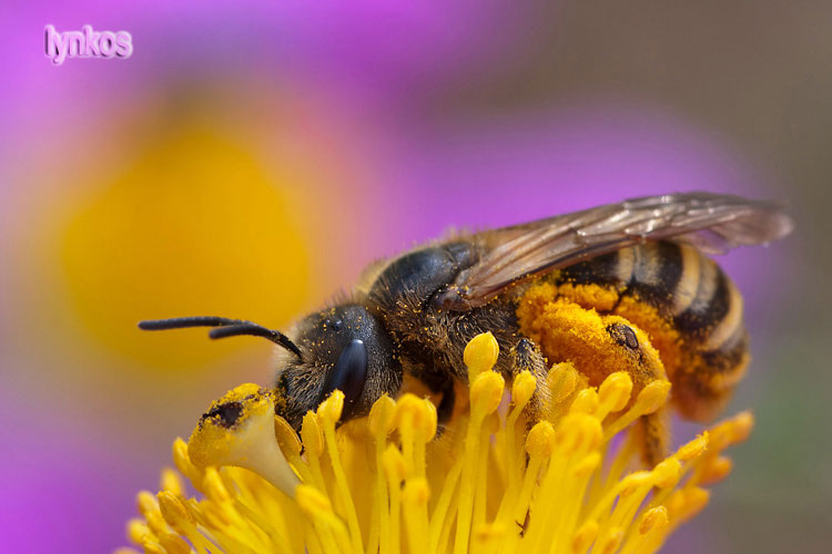 Femmina di Apidae Halictinae: cfr. Halictus sp.