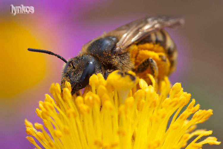 Femmina di Apidae Halictinae: cfr. Halictus sp.