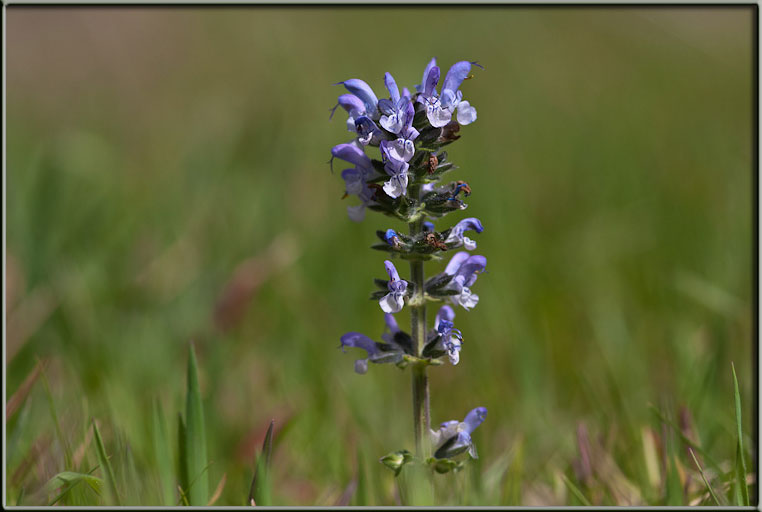 Salvia clandestina