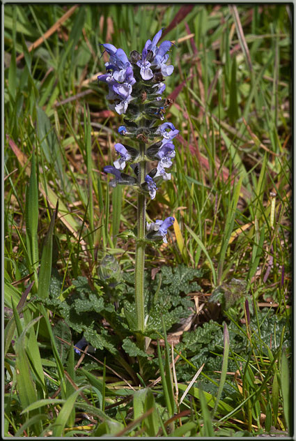 Salvia clandestina