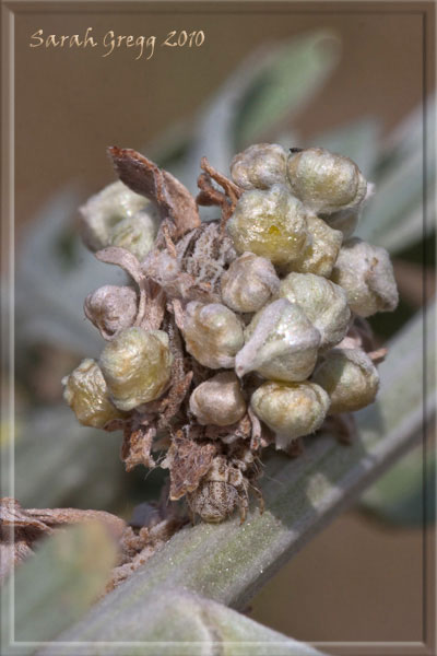 Bruchi rivestiti : Thetidia (Antonechloris) smaragdaria