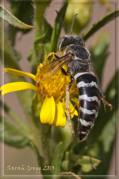 Bembix oculata ♂  (Crabronidae).