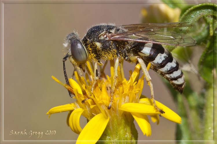 Bembix oculata ♂  (Crabronidae).