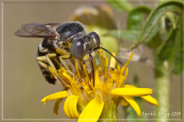 Bembix oculata ♂  (Crabronidae).