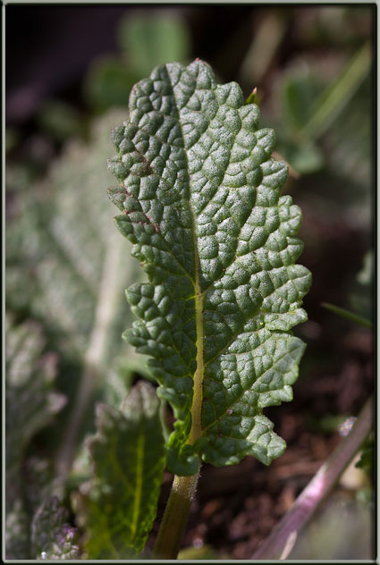 Salvia clandestina
