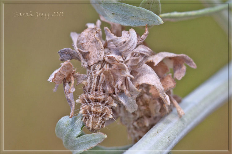 Bruchi rivestiti : Thetidia (Antonechloris) smaragdaria