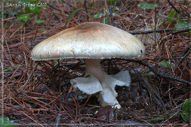 Agaricus augustus s.l.