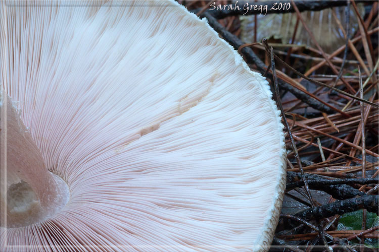 Agaricus augustus s.l.