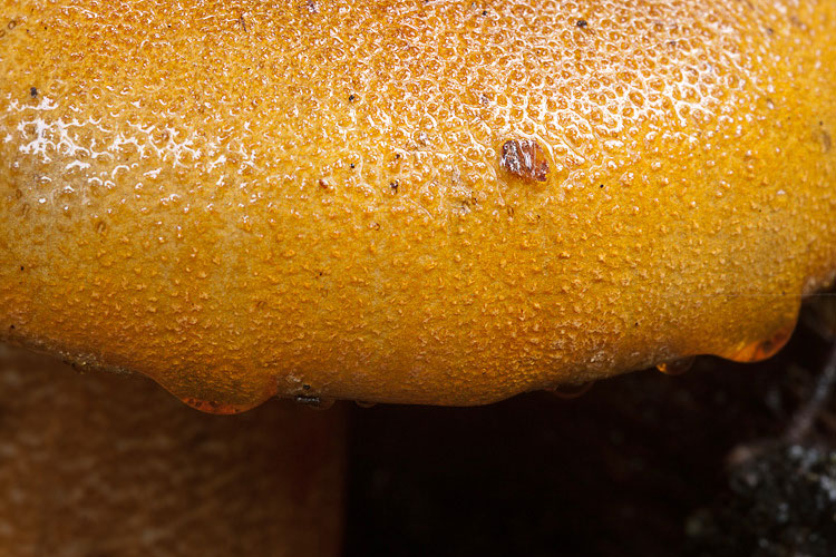 Appariscente arancione