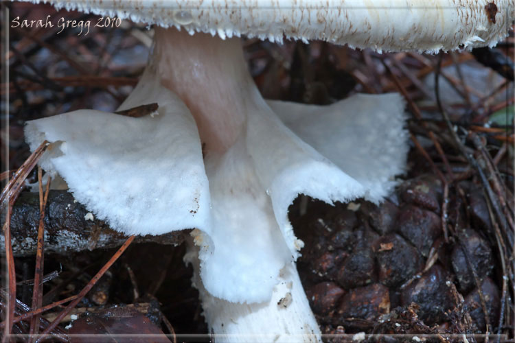 Agaricus augustus s.l.