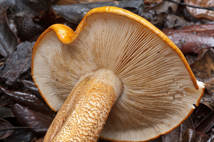 Appariscente arancione