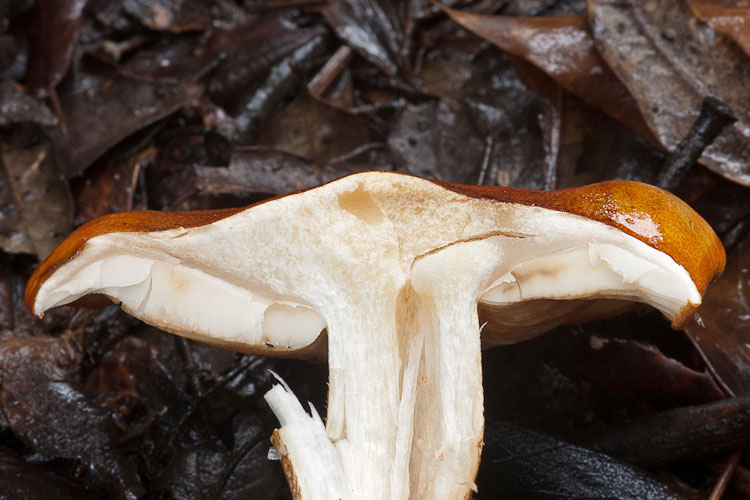 Appariscente arancione