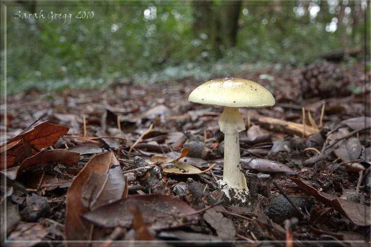 Le Amanita del litorale romano