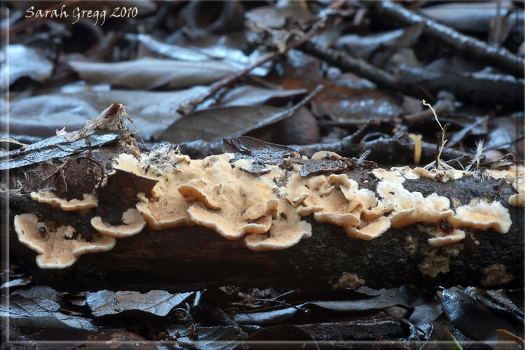 Una specie di Phlebia? (Steccherinum ochraceum)