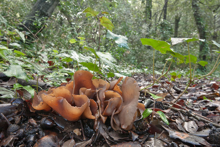 Pezizales da lecceto