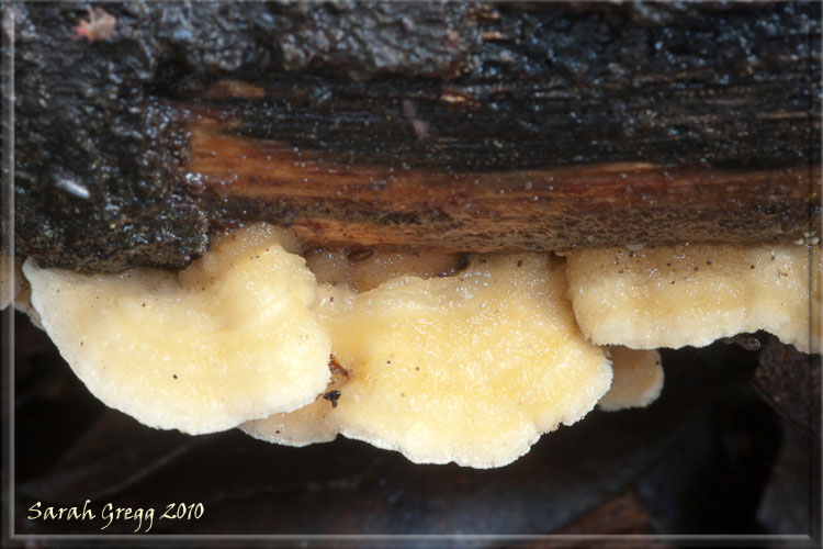Una specie di Phlebia? (Steccherinum ochraceum)
