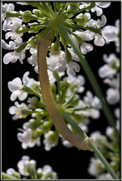 Bruco di Geometridae?