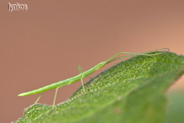 Bacillidae, magari Clonopsis gallica?