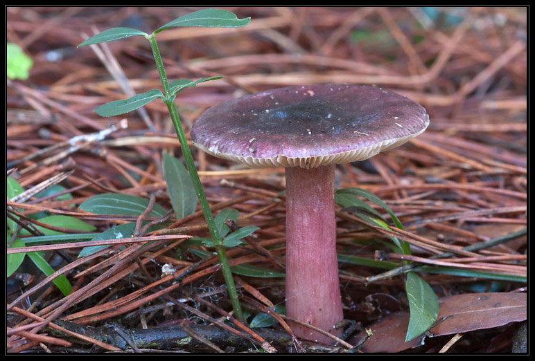 I funghi del litorale romano 2010