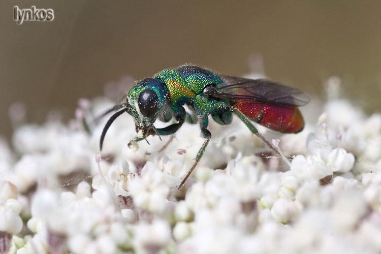 Due Chrysididae: Chrysura cupreas e Chrysura sp.