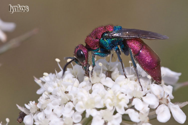 Due Chrysididae: Chrysura cupreas e Chrysura sp.