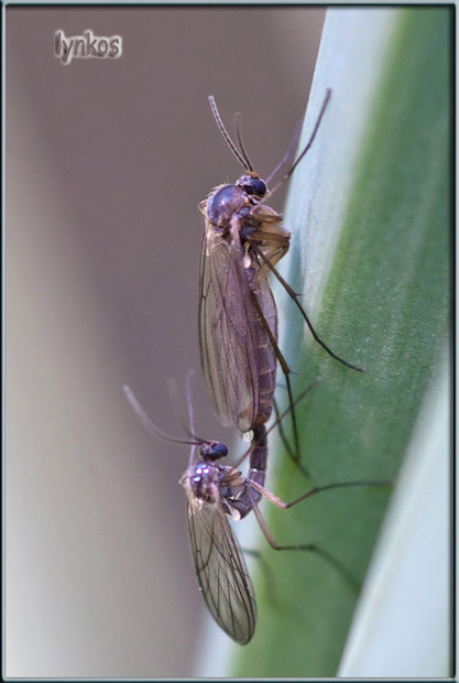 Kamasutra primaverile