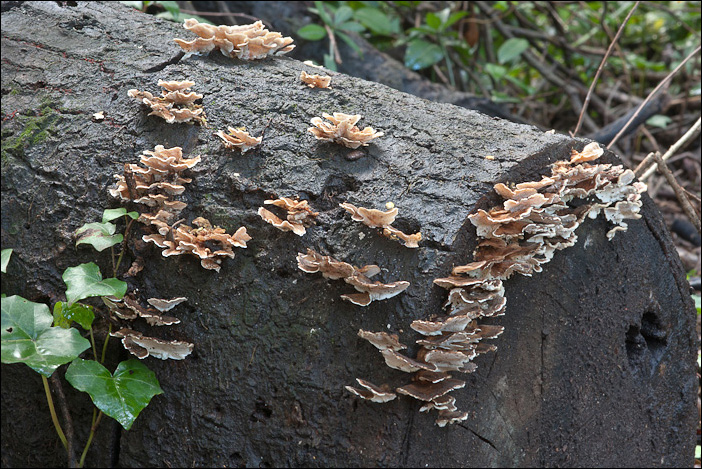 Uno Stereum forse? (Trametes versicolor)