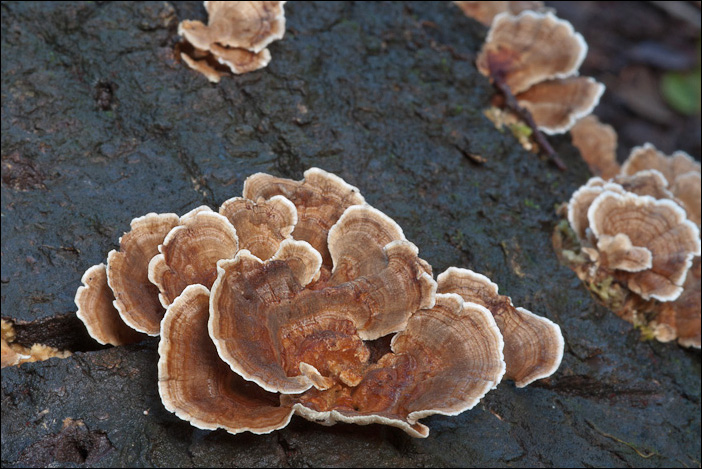Uno Stereum forse? (Trametes versicolor)