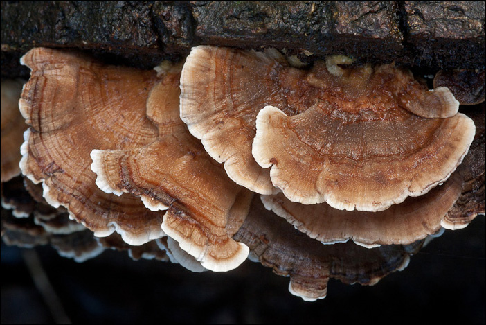 Uno Stereum forse? (Trametes versicolor)
