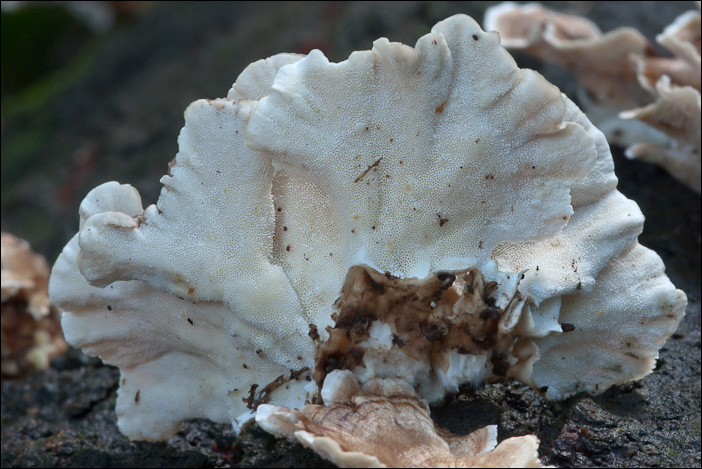 Uno Stereum forse? (Trametes versicolor)