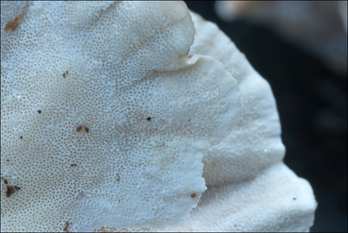 Uno Stereum forse? (Trametes versicolor)