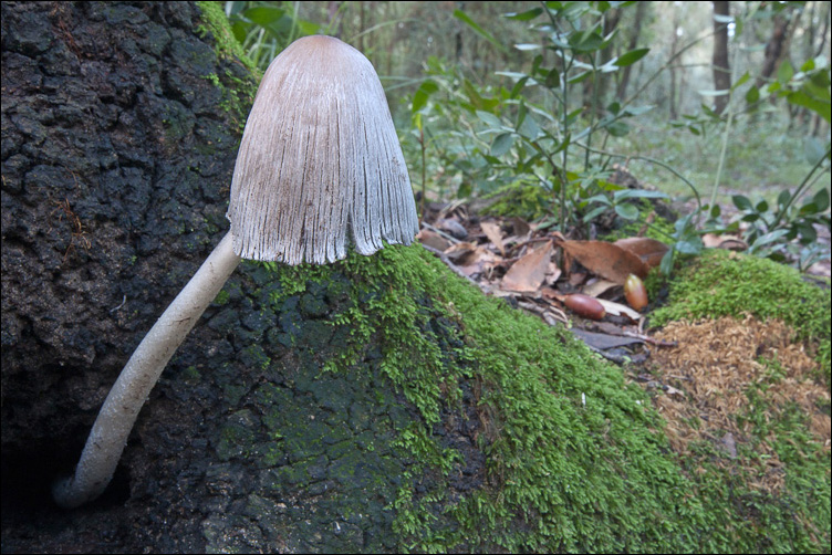 Coprinus dal litorale romano
