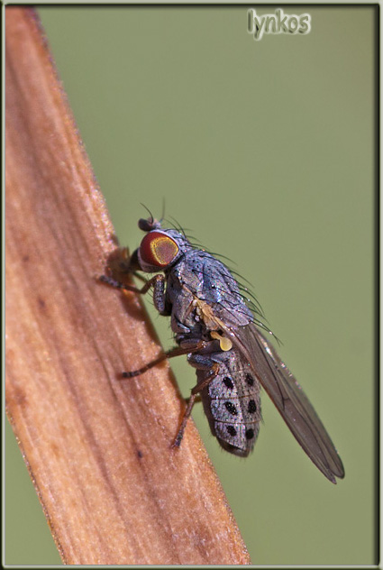 Muscidae ?  No, Chamaemyiidae sp.