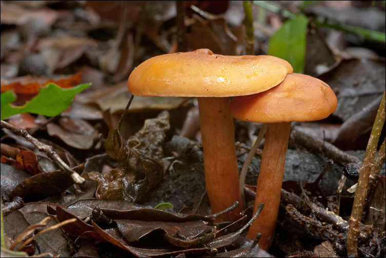 Arancione fra l''edera