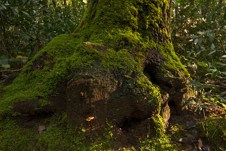 Omphalina pure questo?