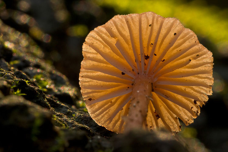 Omphalina pure questo?