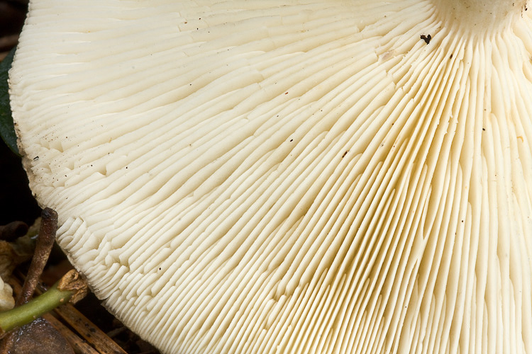 In fondo della cartella