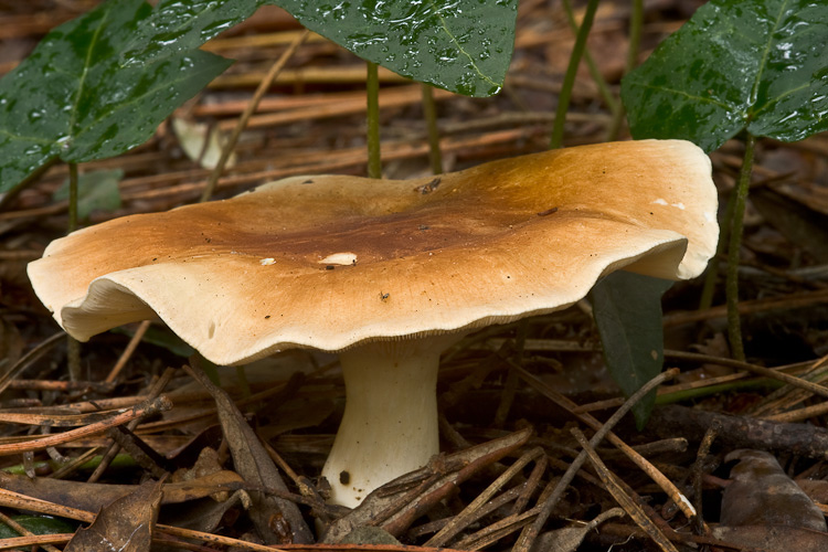 In fondo della cartella