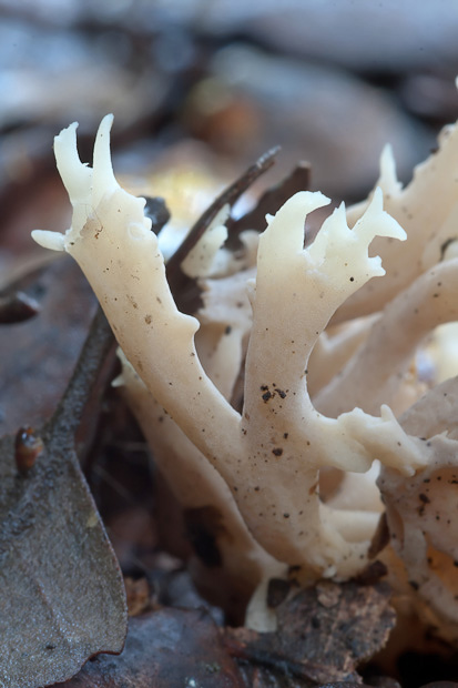 Una Clavulina forse?