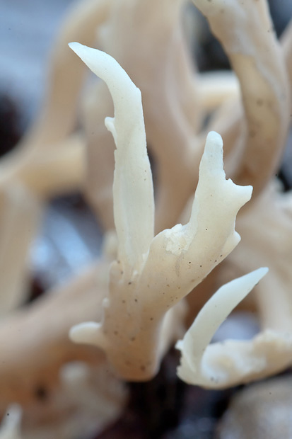 Una Clavulina forse?