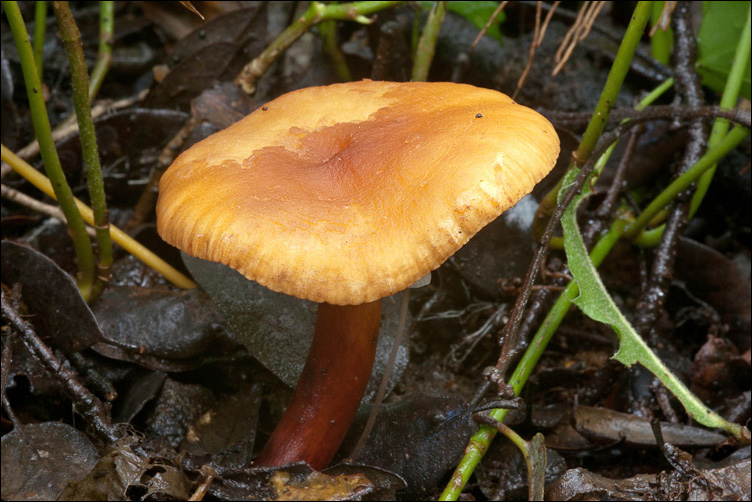 Arancione fra l''edera