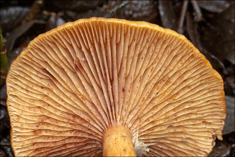 Arancione fra l''edera